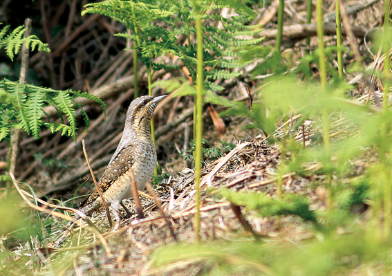 Wryneck