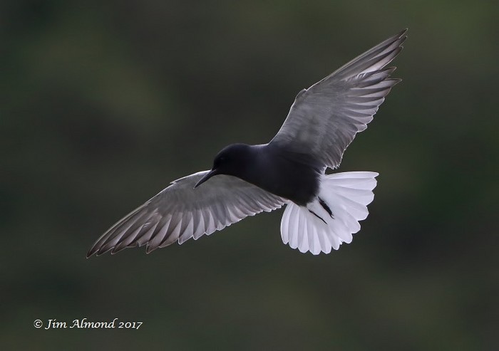 Black Tern