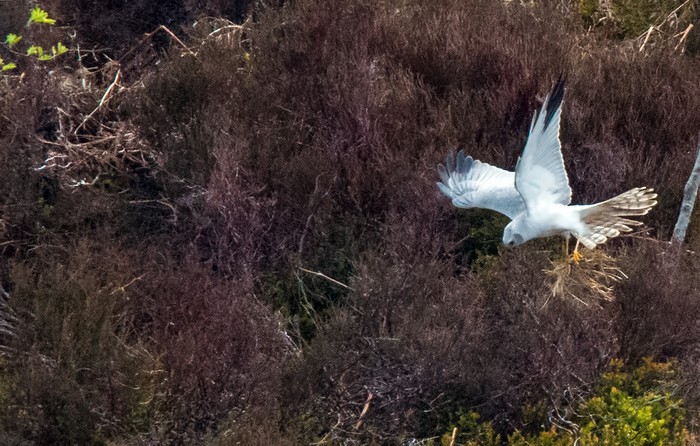 Pallid Harrier