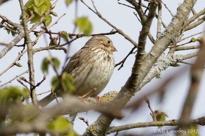 Corn Bunting