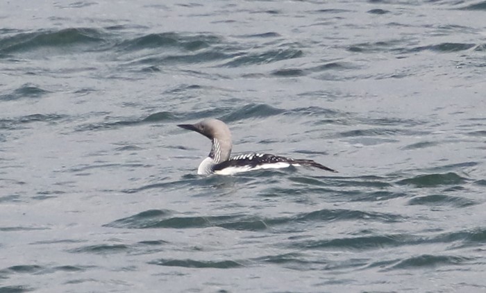 Black-throated Diver