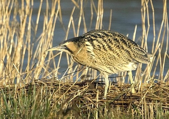 Bittern