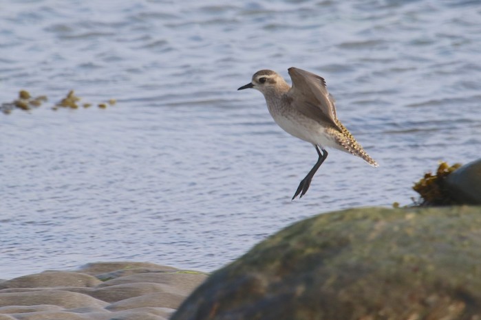 American Golden Plover