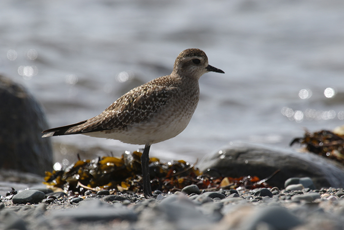 American Golden Plover