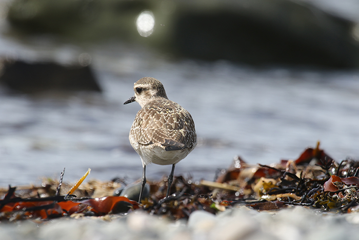 American Golden Plover