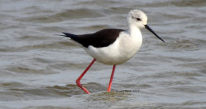 Black-winged Stilt