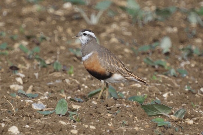 Dotterel