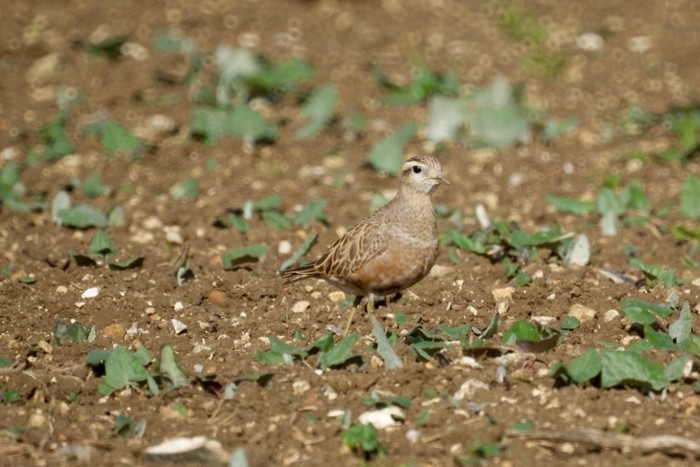 Dotterel