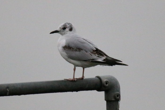 Bonaparte's Gull
