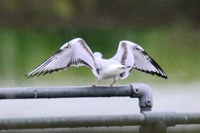Bonaparte's Gull
