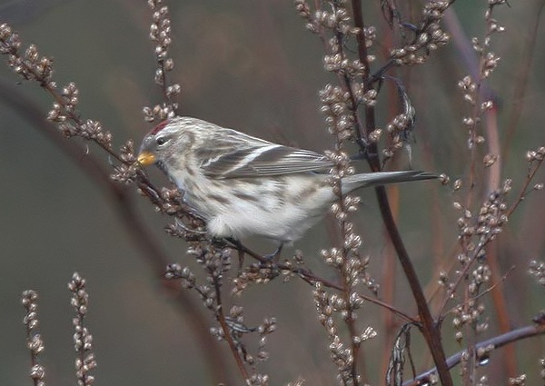 Coues's Arctic Redpoll