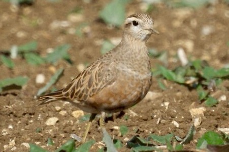Dotterel