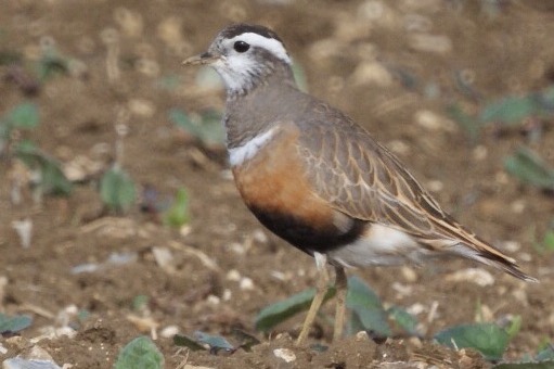 Dotterel