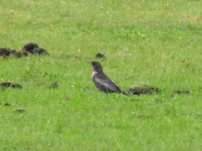 Ring Ouzel