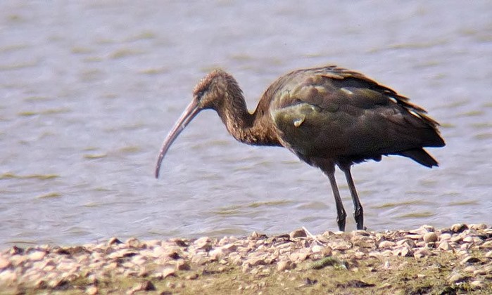 Glossy Ibis