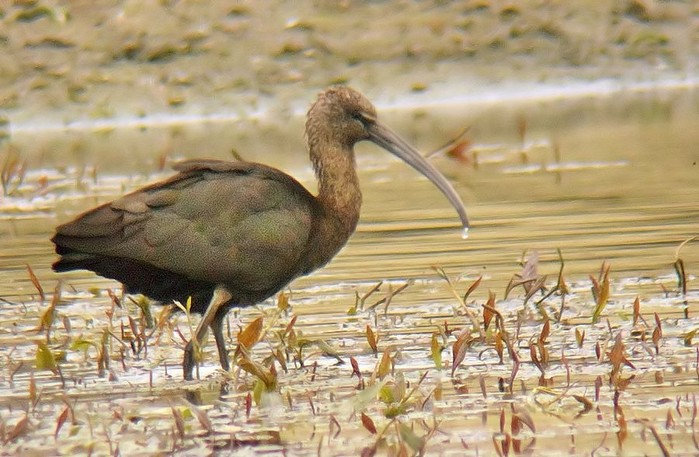 Glossy Ibis