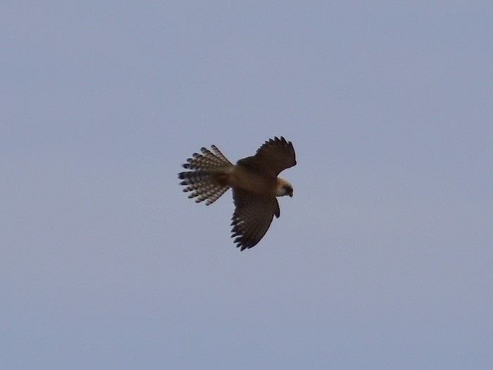 Red-footed Falcon