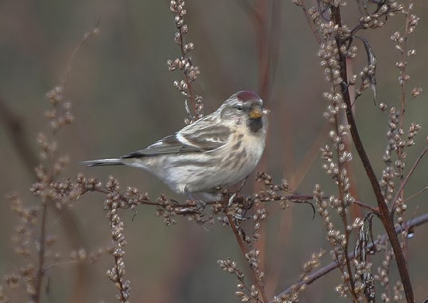 Coues's Arctic Redpoll