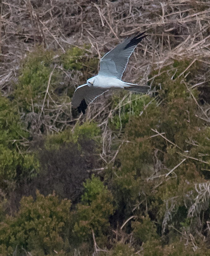 Pallid Harrier