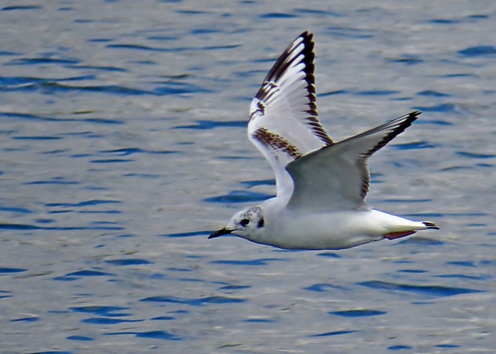 Bonaparte's Gull