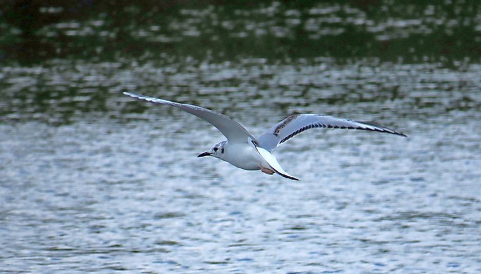 Bonaparte's Gull