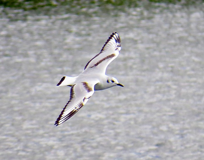 Bonaparte's Gull