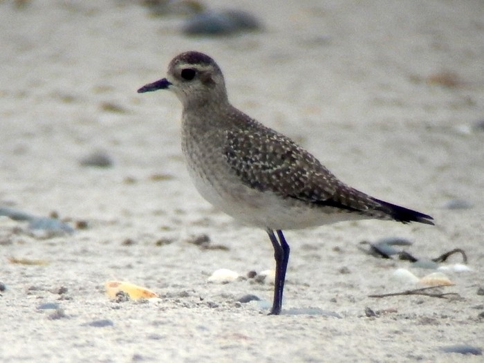 American Golden Plover