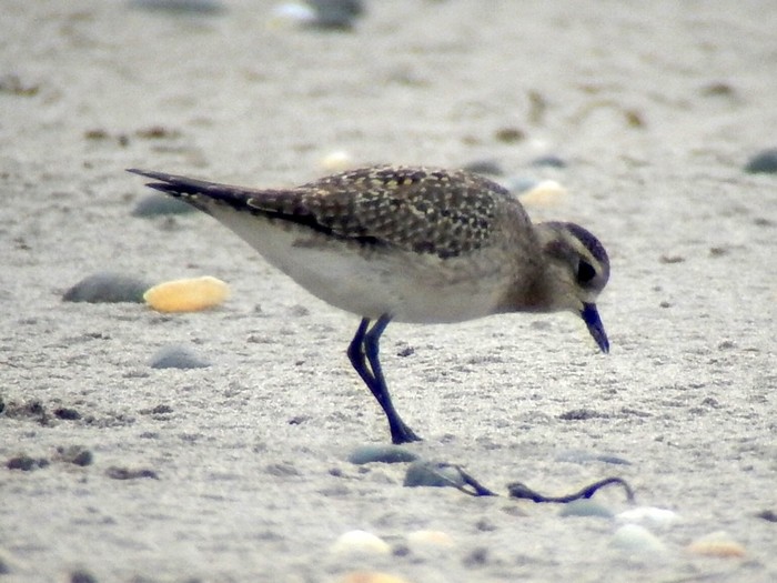 American Golden Plover