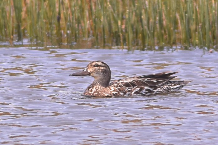 Garganey