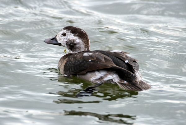 Long-tailed Duck