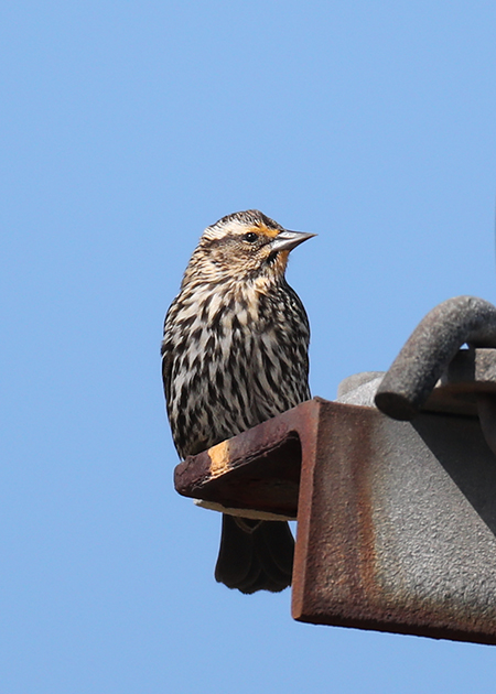 Red-winged Blackbird