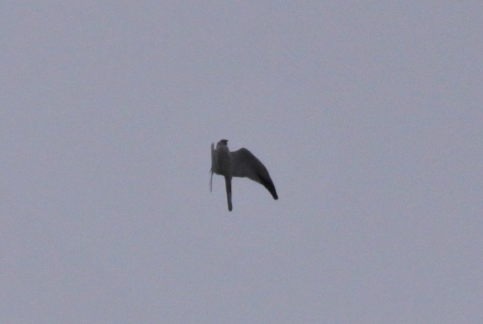 Pallid Harrier