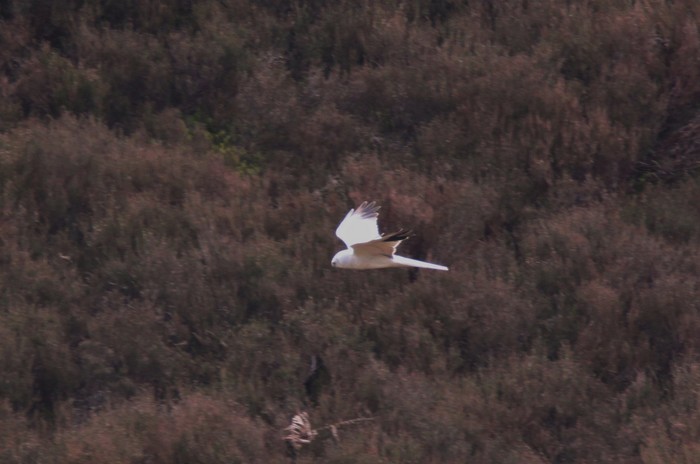 Pallid Harrier