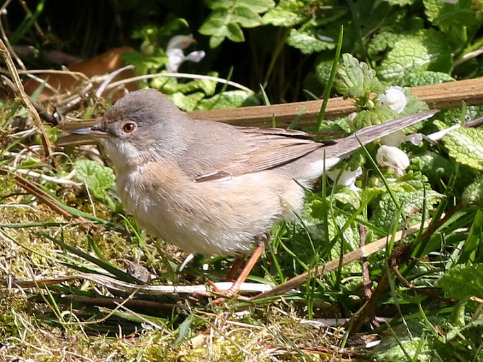 Subalpine Warbler