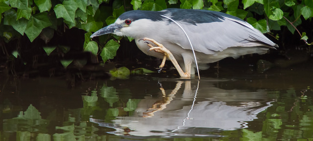 Night Heron