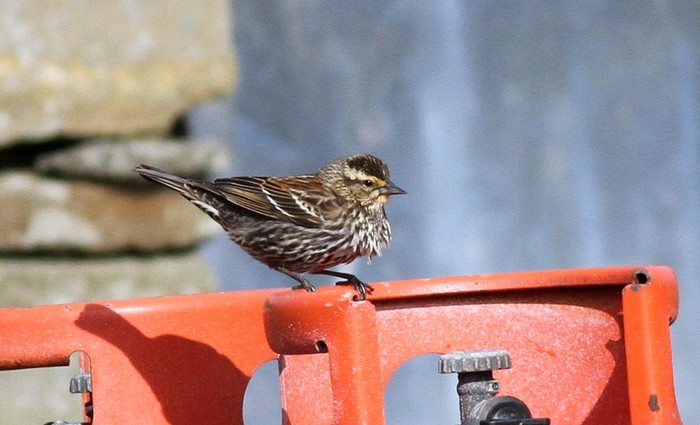 Red-winged Blackbird