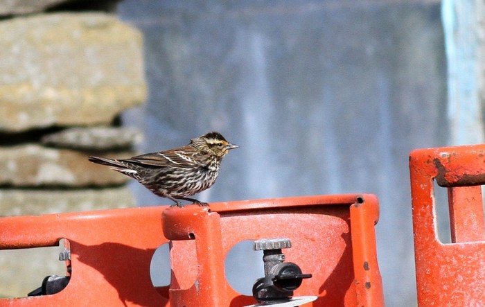 Red-winged Blackbird