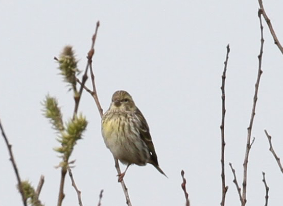 Serin