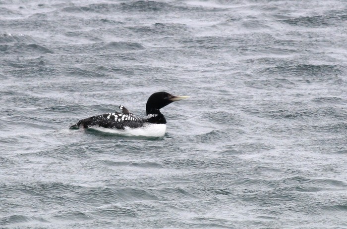 White-billed Diver