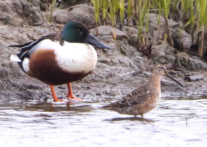 Long-billed Dowitcher