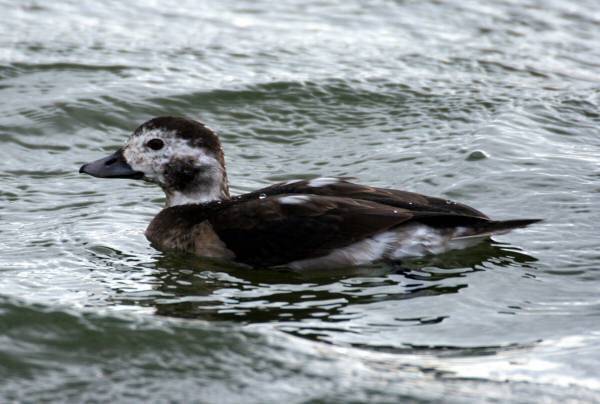 Long-tailed Duck