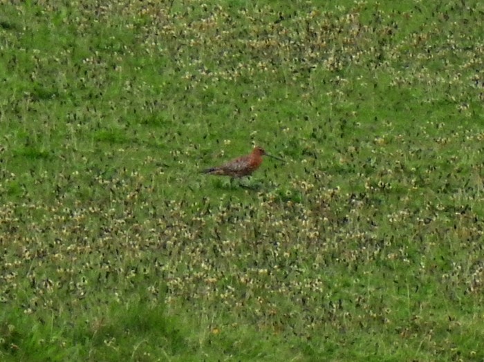 Bar-tailed Godwit