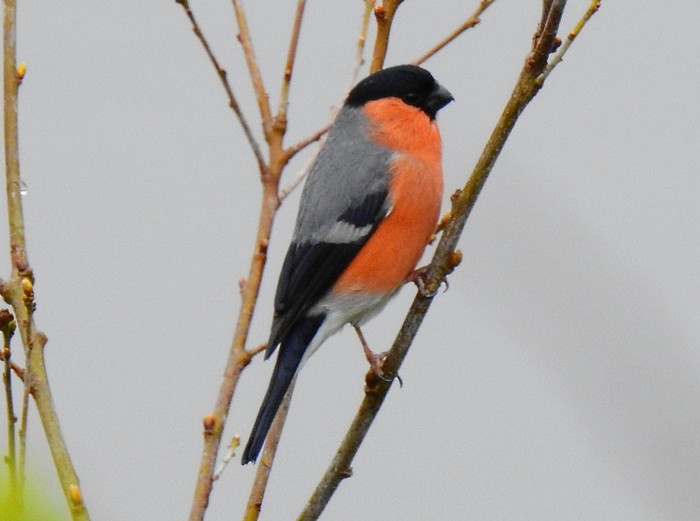 Bullfinch