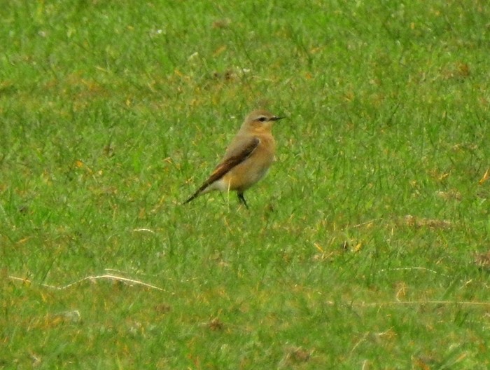 Wheatear
