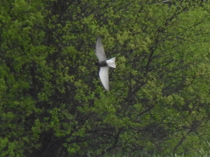 Black Tern