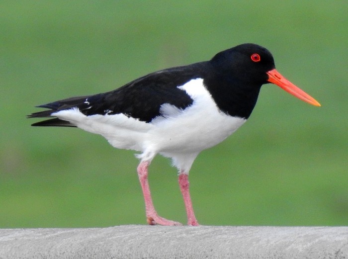 Oystercatcher