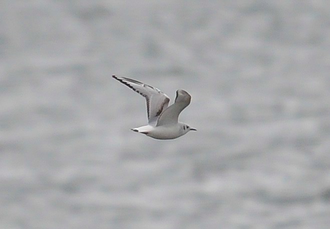 Bonaparte's Gull