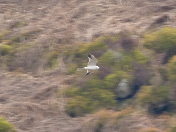 Pallid Harrier