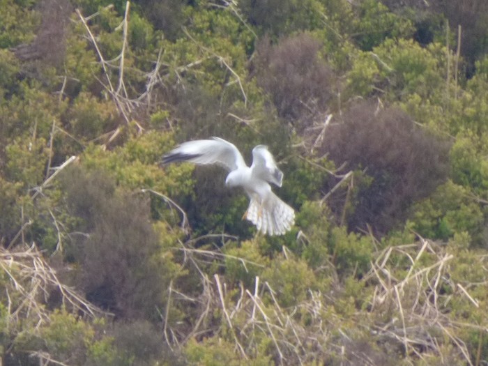 Pallid Harrier