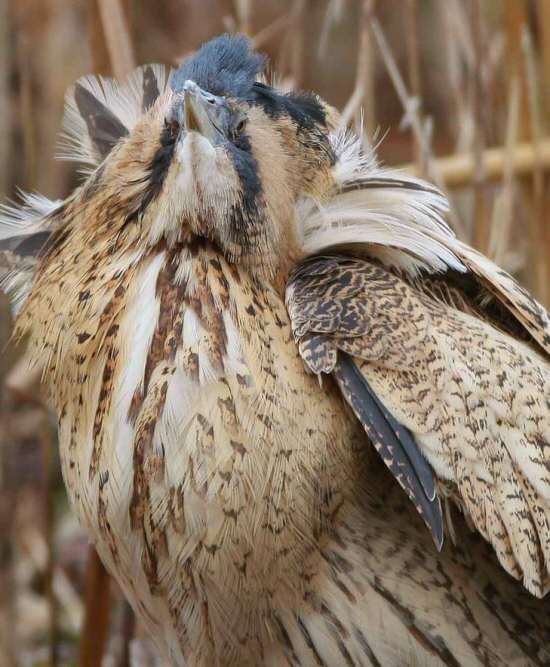 Bittern